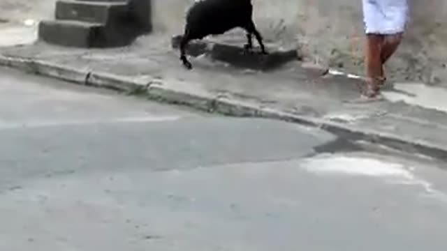 AGGRESSIVE GOAT