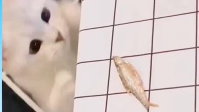 He is hero cat.......