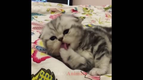 Cute Kittens - Compilation 2022