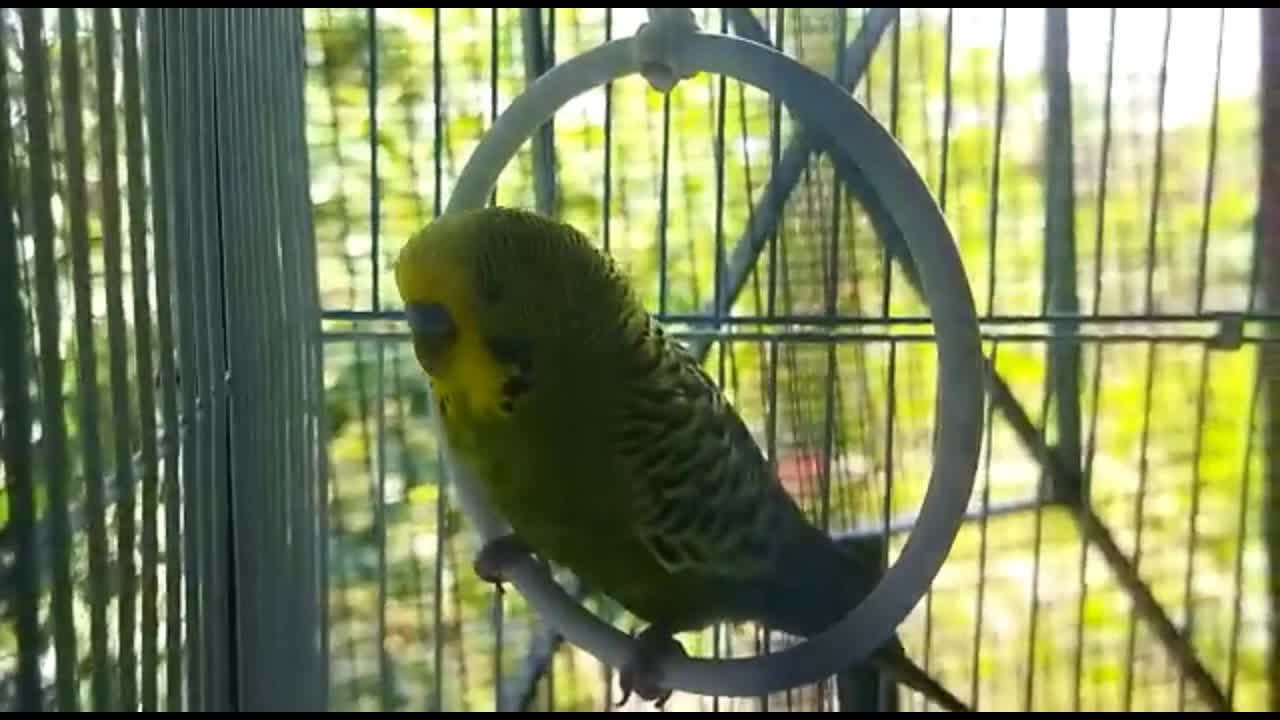 The lonely English Budgie bird