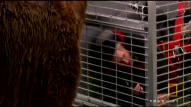 Brown Bear Attack | Dangerous Encounters: Alaska's Bear Country and Beyond