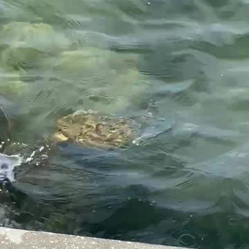 Baby Sea Turtle swimming