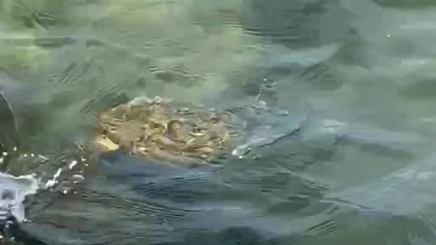 Baby Sea Turtle swimming