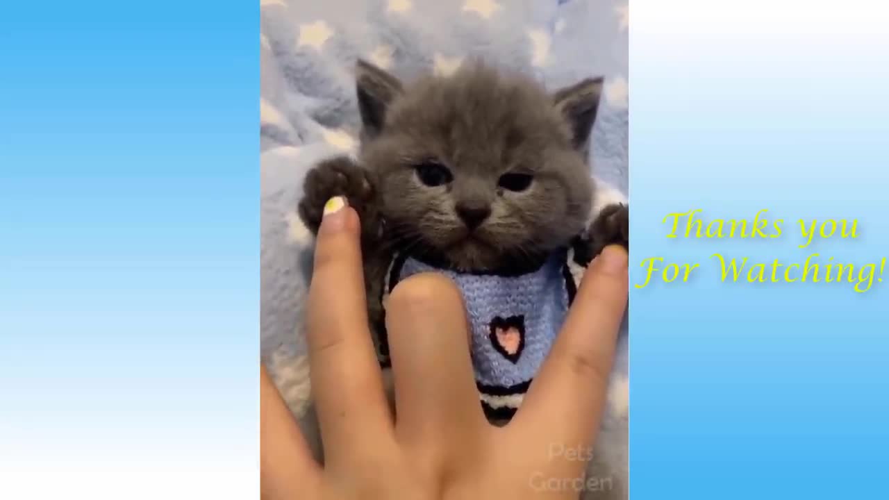 😺cute kitten playing😸