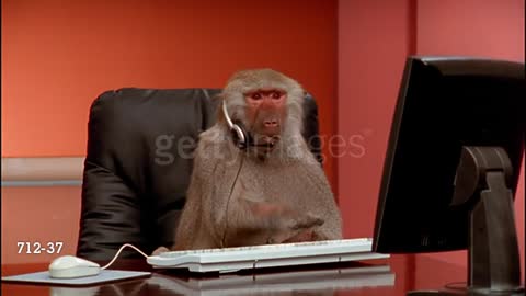 Baboon Pounding On Computer Keyboard