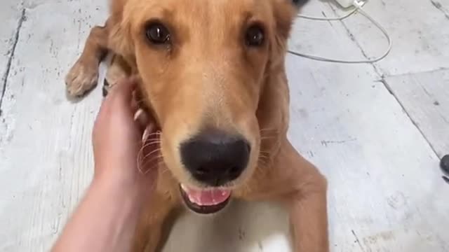 Cute puppy dog 🐕 training