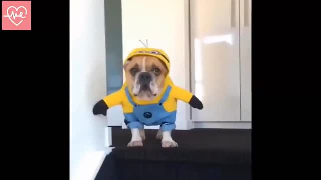 Cute animals reaction & Funny Animal Video Compilation ♥ - AUK Animals VLOG