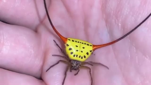 Long-horned orb-weaving spider (Macracantha arcuata) or spiked spider. | #Shorts #topchannel