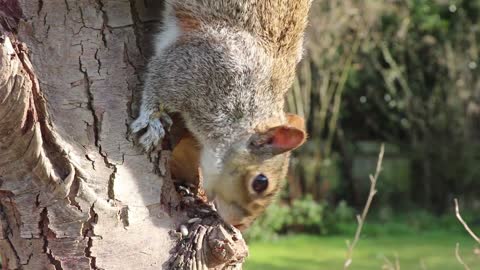 Squirrel Sound - Find Focus and Healing Instantly. 4K