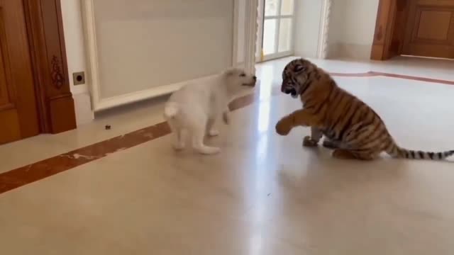 Dog vs tiger