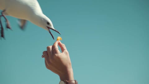 Bird Flyby for FOOD!!!!!!!!!!!!!!