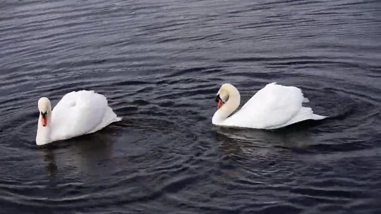 Mannetjes zwanen gevecht