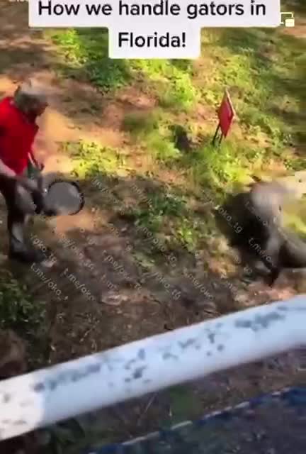 How alligators are fought in Florida
