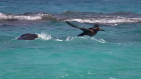 Winged Harmony and Aquatic Ballet: Bird and Fish Unleash Playful Symphony! 🕊️🐟