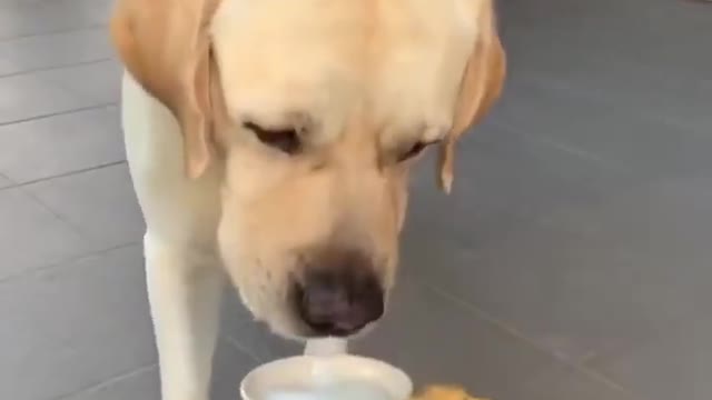 funniest animal ever seen || best of 2021