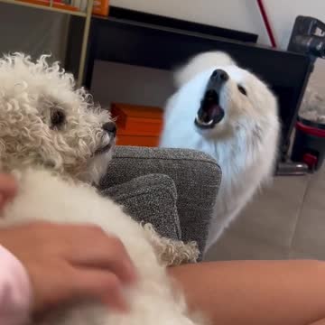 Jealous Samoyed