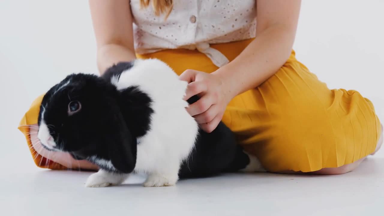 Close Up Of Child Stroking Miniature Black And White Flop Eared Rabbit On White Background