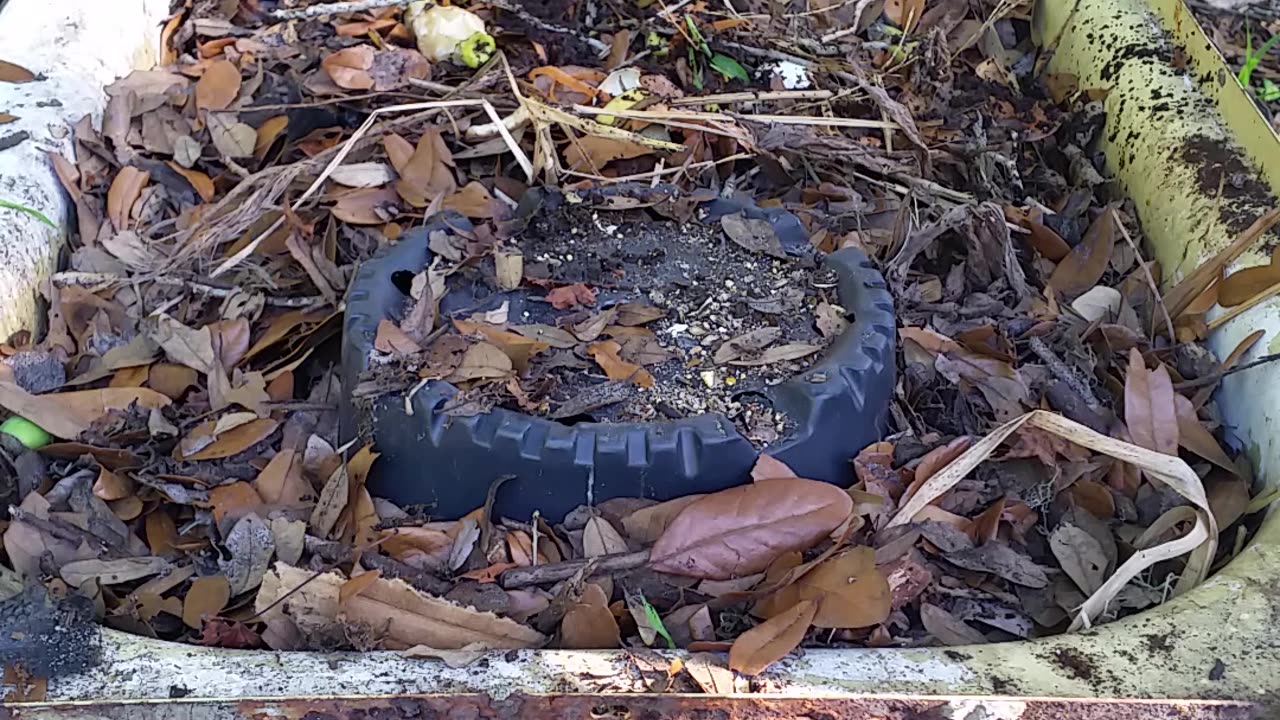 Servicing The Worm Bed