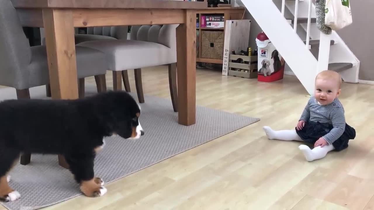 FIRST MEETING BABY vs BERNESE MOUNTAIN DOG PUPPY