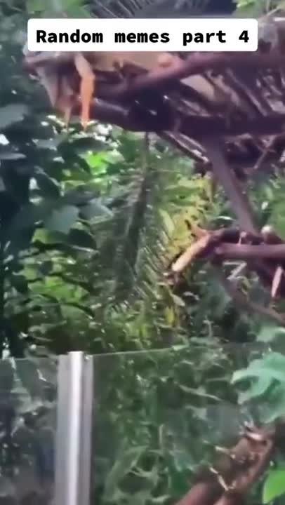 Random memes part 4 - Memes For You #Shorts