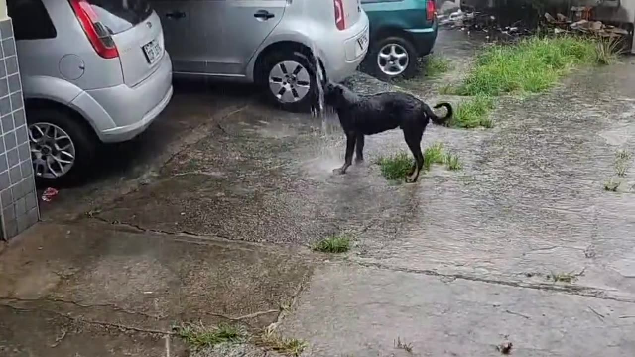 Rottweiler Enjoys a Rain Gutter Shower