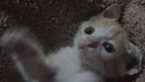 Animal Lovers || lovely Cat