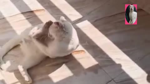 Baby cat SunBath funny Video.