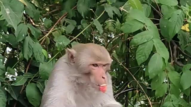 Jungle monkey