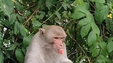 Jungle monkey