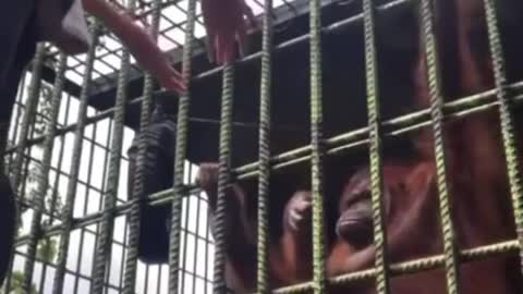 Malaysian men cry for help grabbed by orang utan