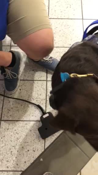 Service dogs first build a bear