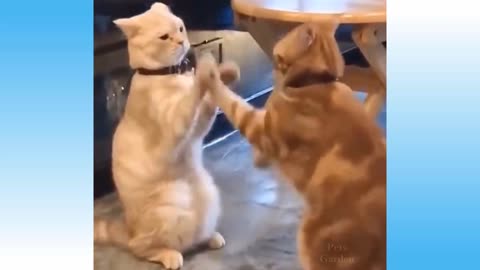 Cats Dogs Try Not To Laugh!Weekly Funny