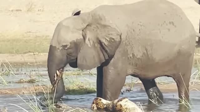 Elephant Kills Crocodile