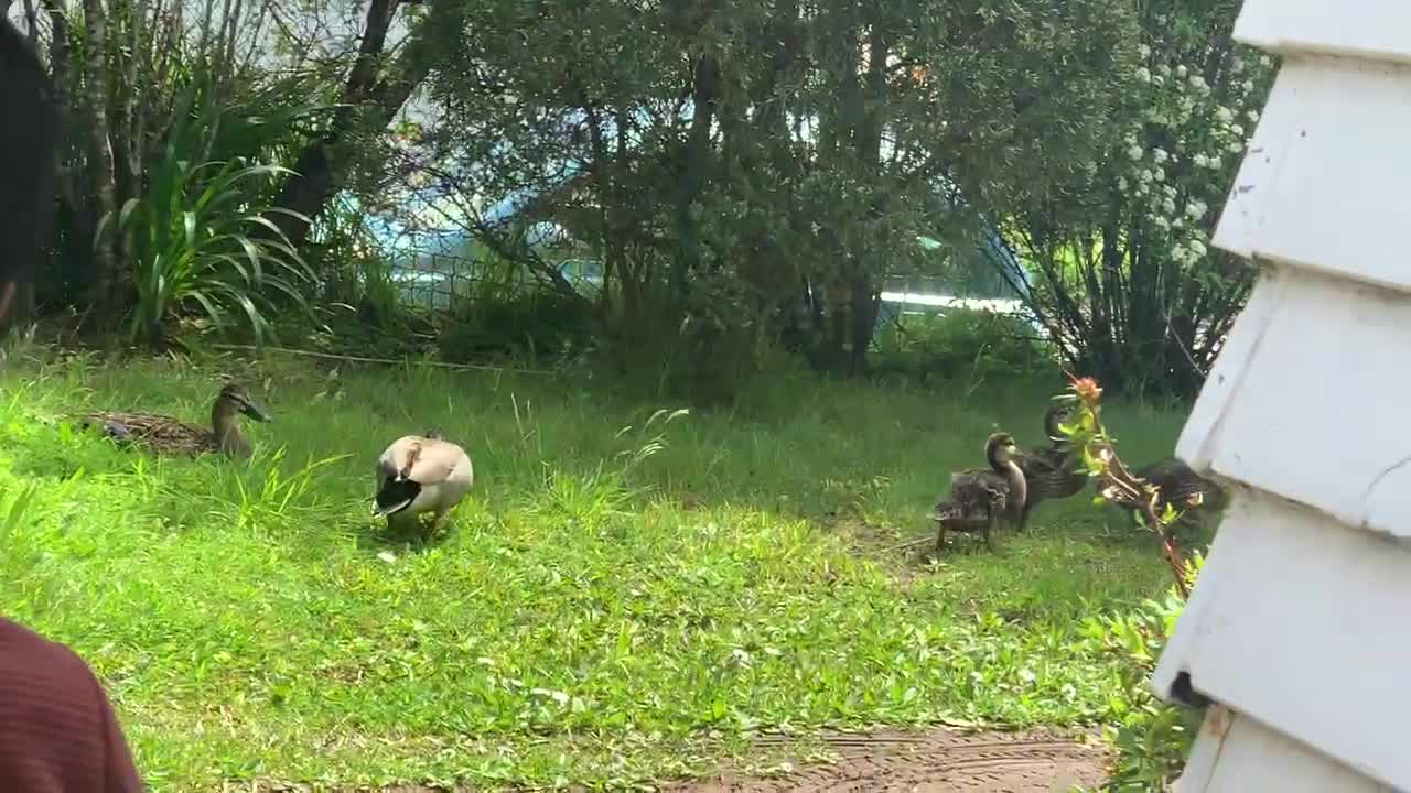 Feeding a duck 🦆// Duck Eating Bread 🍞/// baby Duck 🦆 and Drinking water in front of my house