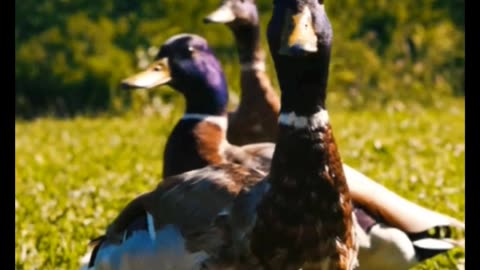 "Wild Mallard Adventures in the Park 🦆"