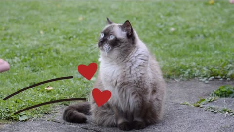 Cute Cat