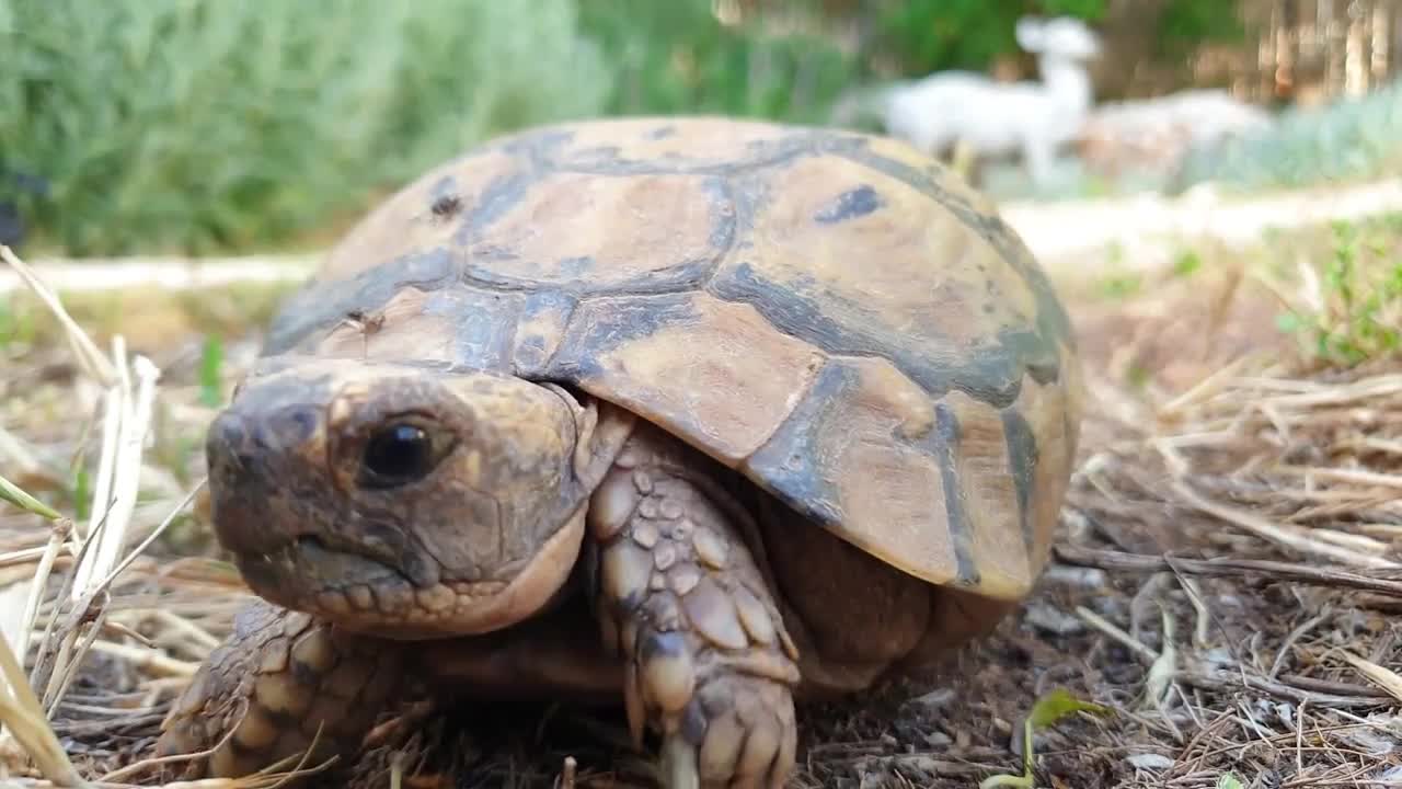 Macro shot of turtle walk away