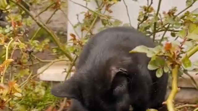 Funny Cat Playing With Plants ।। Cute Kitten #Shorts