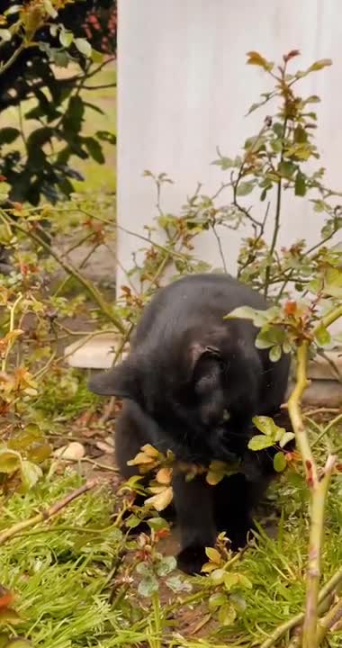Funny Cat Playing With Plants ।। Cute Kitten #Shorts