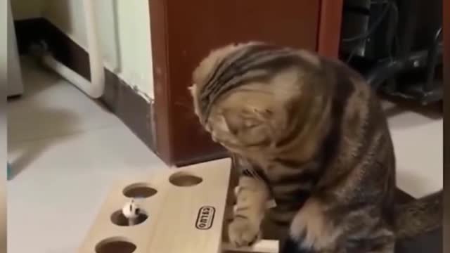 The Smartest Cat on the Internet / Funny Pets 2021