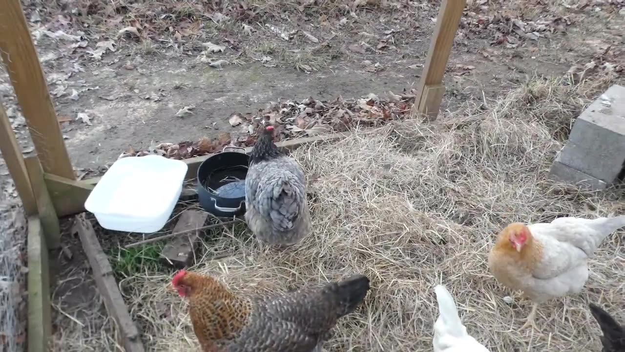 Peanut Puffs: a treat for chickens who like anything peanut flavored.