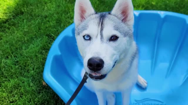 HUSKY Gets Her Own Ice Pool for the FIRST Time!