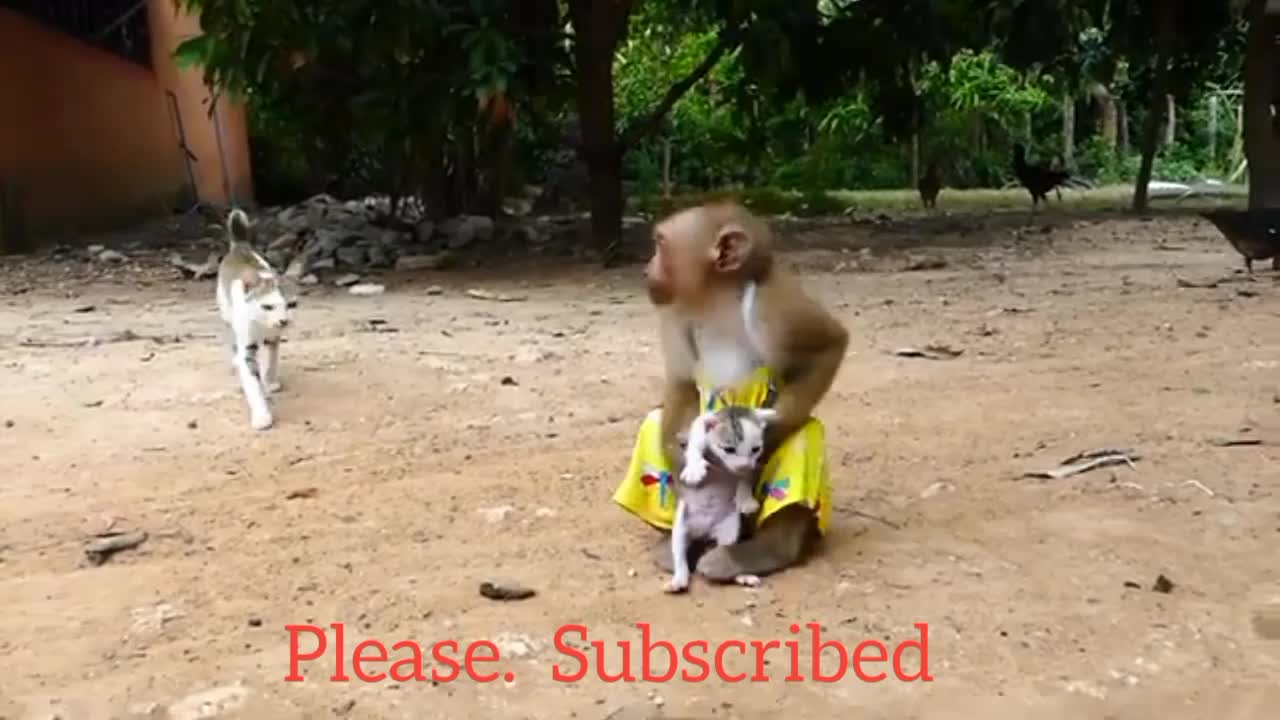 Mother cat run cry to follow Monkey take her baby from Monkey Ross