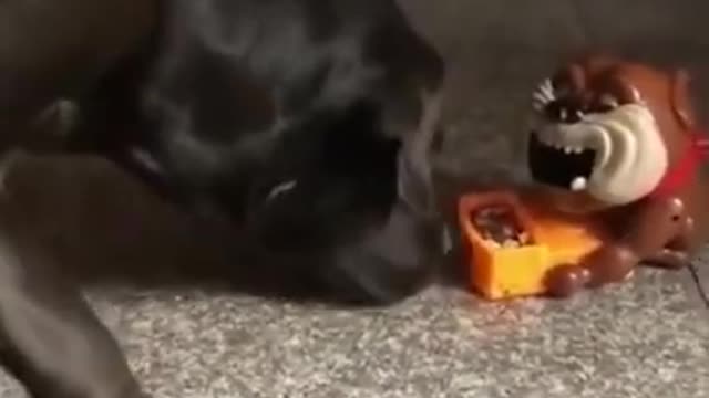 Best Funny Dog | Try not to laugh