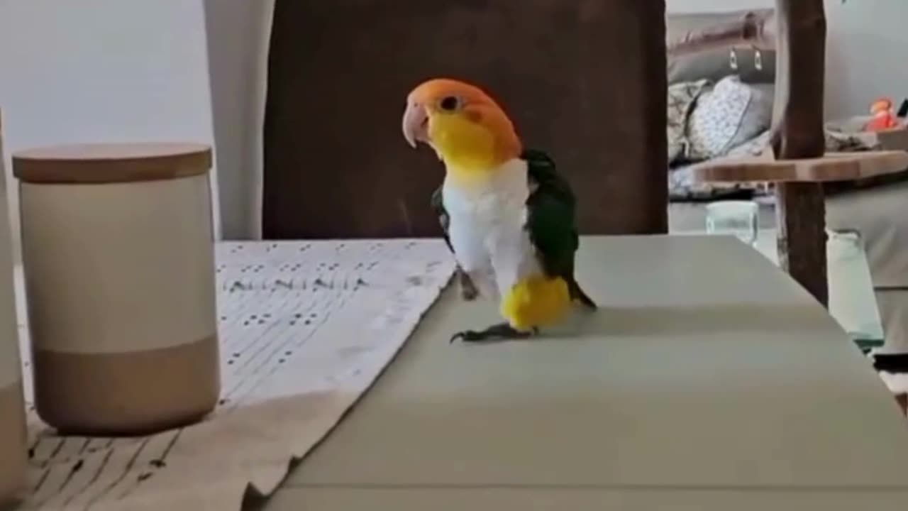 The Parrot is walking like a Model 🦜-