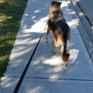 Taking babygirl for a walk