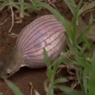 Omg good Snak Attack Snak viral