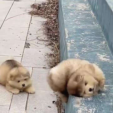 The Alaskan dog that fell down the stairs