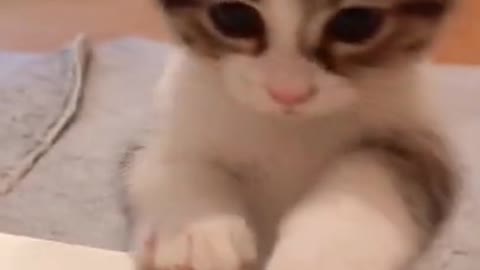 Cute bady kitty lovers videos. Most pouplear in rumble 2021