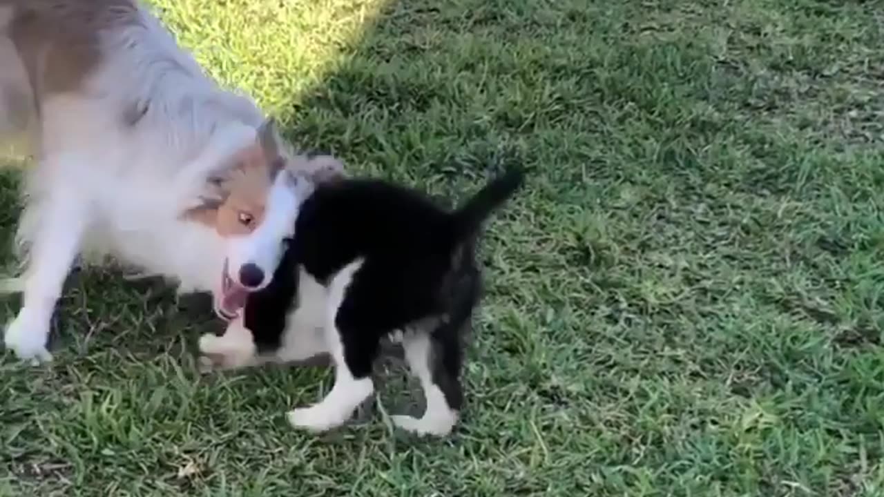 Dog funny video